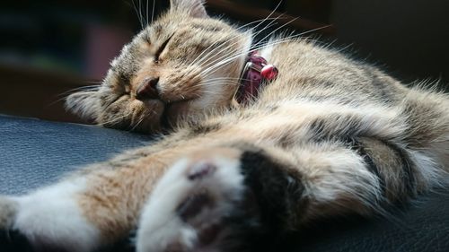 Close-up of cat sleeping