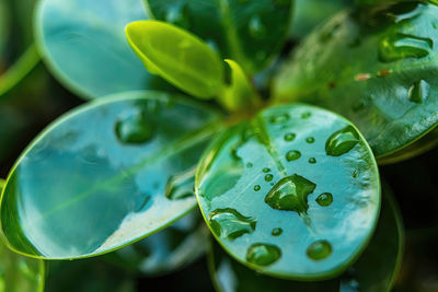 Close-up of water lily in green leaves