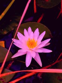 High angle view of lotus water lily blooming outdoors