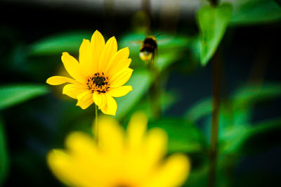 Close-up of yellow flower