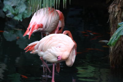 Flamingos in a lake