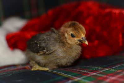 Close-up of bird