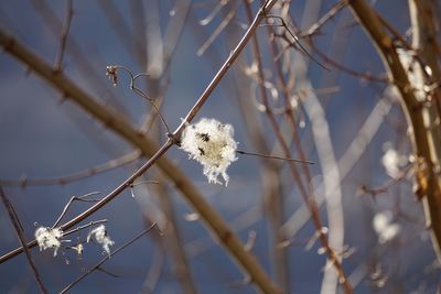 Close-up of frozen plant