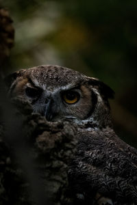 Close-up of bird