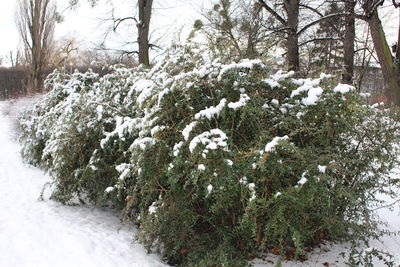 Trees in forest during winter