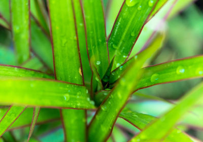 Close-up of raindrops on leaf