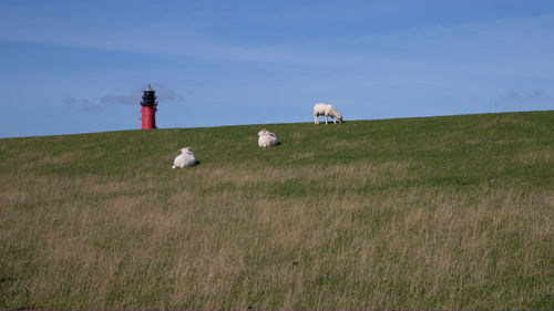 View of sheep on grassy field