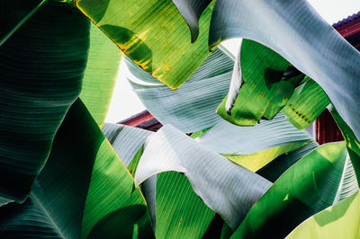 Full frame shot of banana leaves