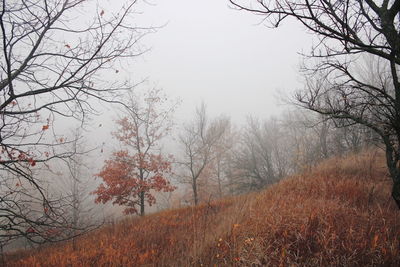 Trees on landscape against sky during autumn
