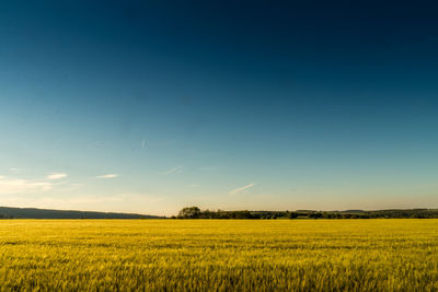 Scenic view of field against clear blue sky