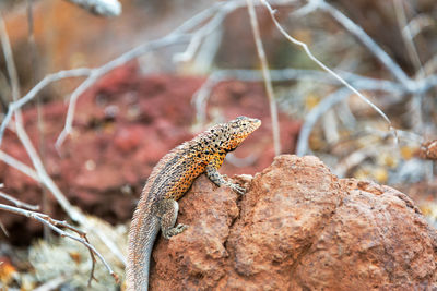 Close-up of lizard on rock at galapagos islands