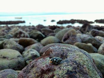 Close-up of crab on beach