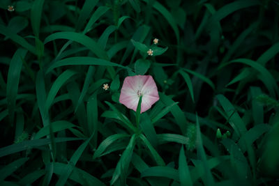 Close-up of yellow flowers blooming outdoors