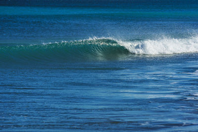 Wave curls in calm water on the sea