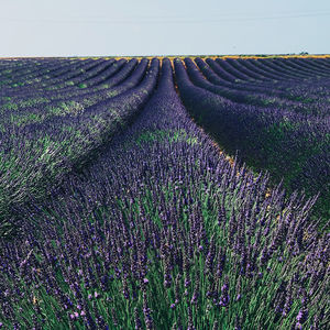 Full frame shot of lavender on field against sky