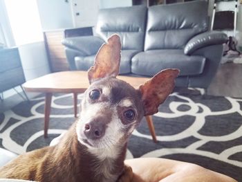 Portrait of dog relaxing at home