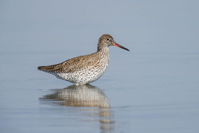 Close-up side view of a bird with reflection