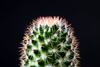 Close-up of cactus plant against black background