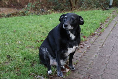 Portrait of black dog sitting on grass