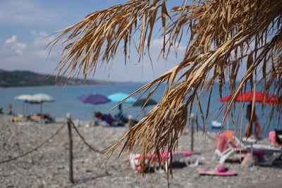 Close-up of plant on beach against sky