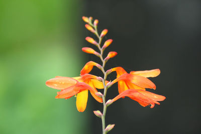 Close-up of fresh flowers blooming in park