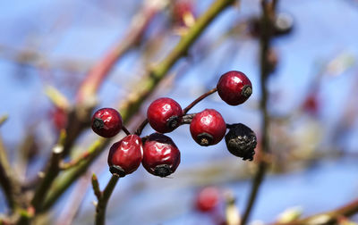 Close-up of red berries growing on plant