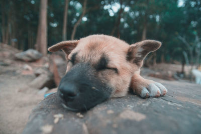 Close-up of a dog resting