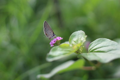 Close-up of butterfly pollinating on flower