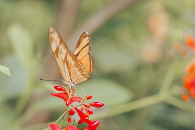 Close-up of butterfly pollinating on red leaves