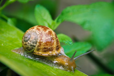 Close-up of snail on leaf