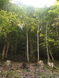 Trees in forest