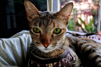 Close-up portrait of cat sitting