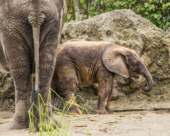 Elephant in a row