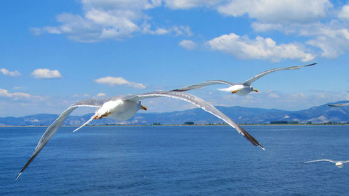 View of seagull in the sea