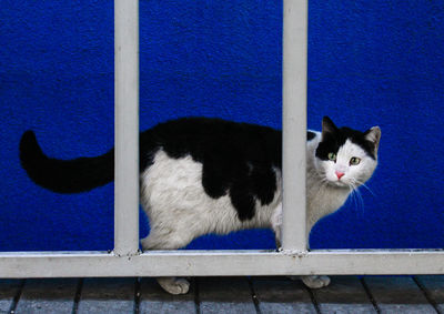 Portrait of cat on railing against blue wall
