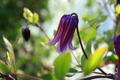 Close-up of purple flowering plant