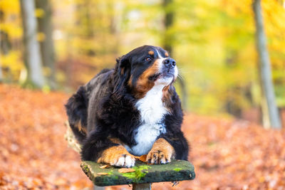 Close-up of a dog looking away