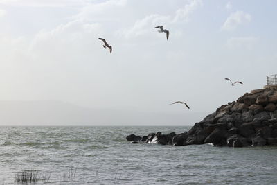 Seagulls flying over sea against sky