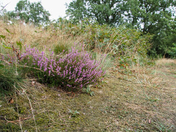 Purple flowering plants on field