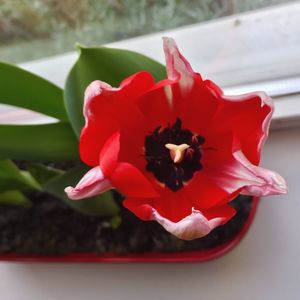 Close-up of red rose blooming outdoors