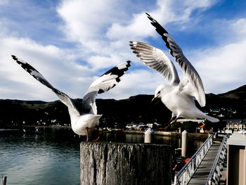 Seagull spreading wings