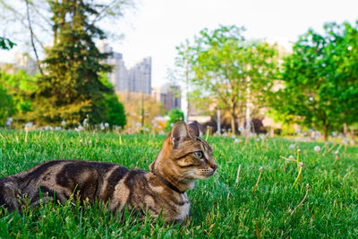 Cat relaxing in a field