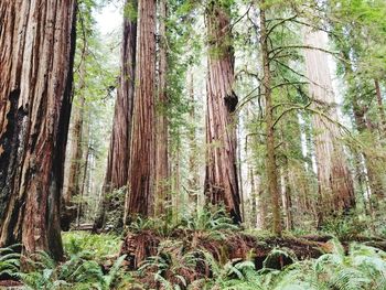 Trees growing in forest