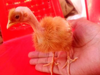 Close-up of hand feeding