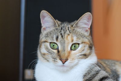 Close-up portrait of tabby cat