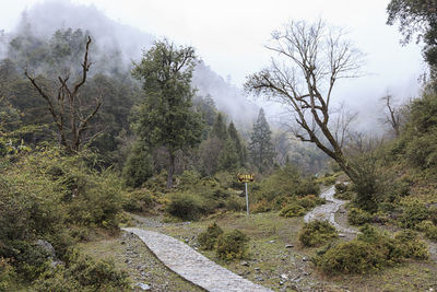 Road in forest