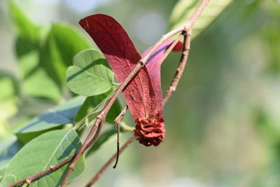 Close-up of butterfly on plant