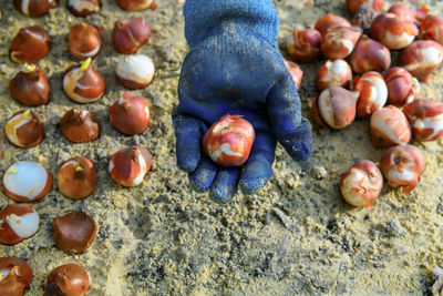 High angle view of seashells