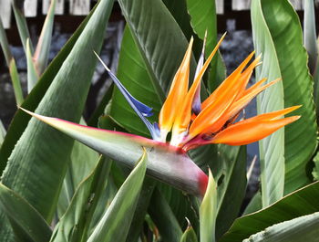 Close-up of flower blooming outdoors