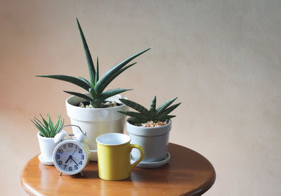 Close-up of potted plant on table against wall